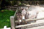Sylt-126_small